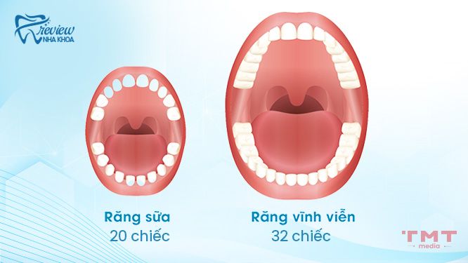 Cách phân biệt răng sữa và răng vĩnh viễn như thế nào?