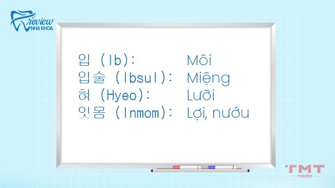 Tổng hợp các từ vựng tiếng Hàn về răng thông dụng
