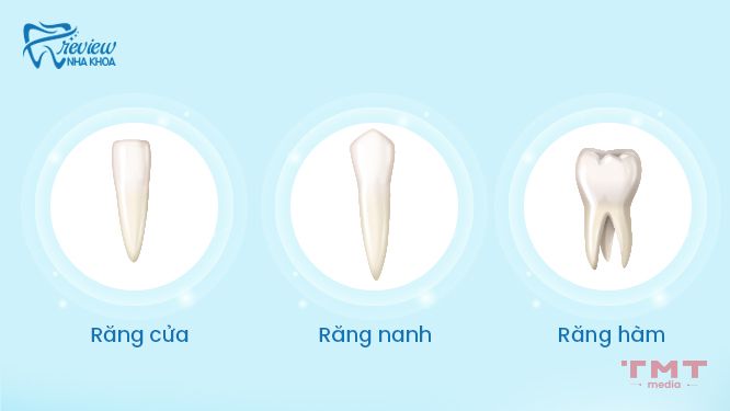 Các loại răng và chức năng cụ thể của từng loại