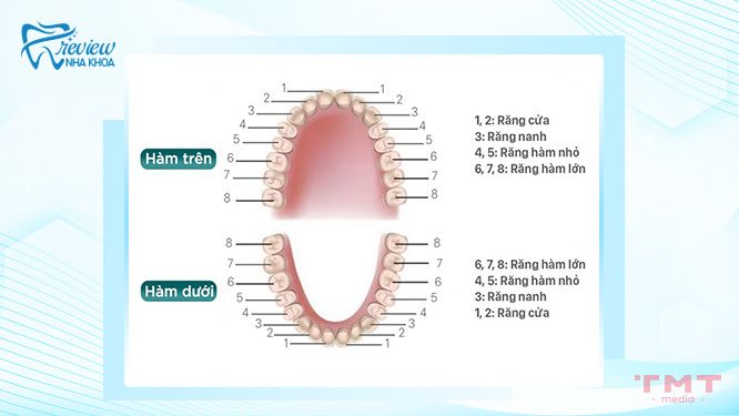 Răng hàm ở trẻ là răng nào?