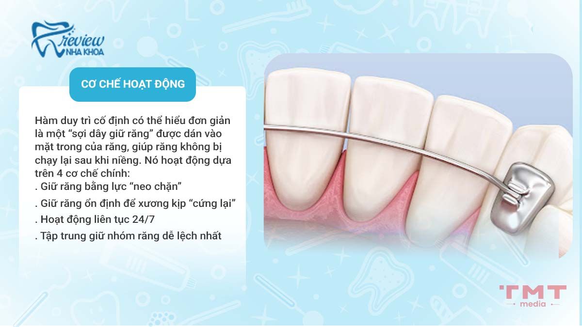 Cơ chế hoạt động của hàm duy trì mặt trong