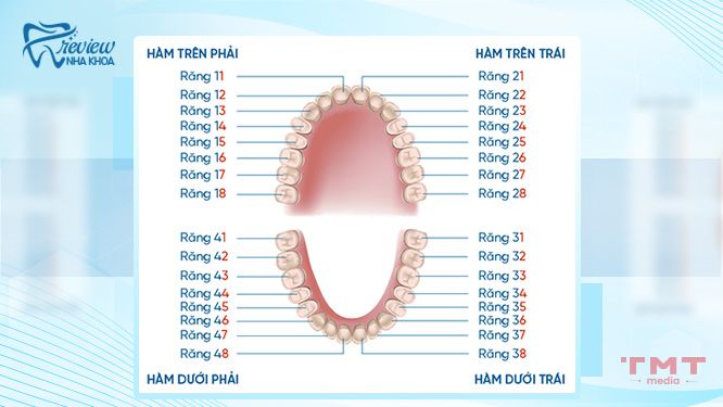 Cách gọi tên trong bộ hàm răng vĩnh viễn