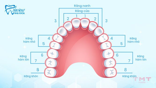 Tìm hiểu quá trình thay răng của trẻ em