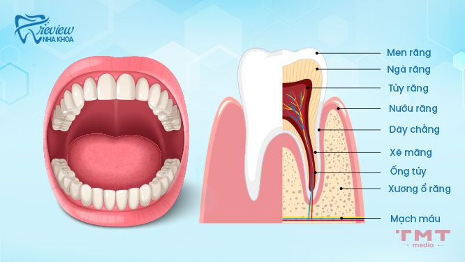 Cấu trúc của răng người như thế nào?